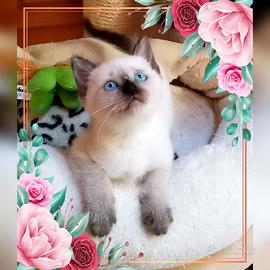 Gattino siamese thai