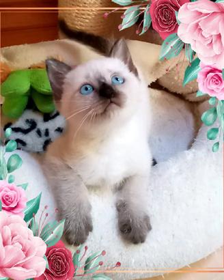Gattino siamese thai