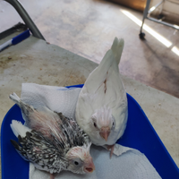 Calopside allevato a mano se un