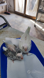 Calopside allevato a mano se un