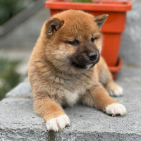 Shiba Inu Sesamo e Rosso con Pedigree ENCI