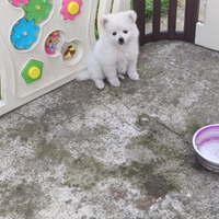 Spitz Toy tedesco femmine