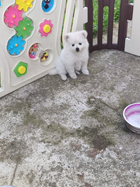 Spitz Toy tedesco femmine