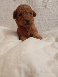 Barboncino toy pedigree Enci