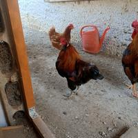 Galli razza Araucana e Oliver Egger