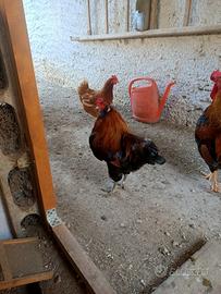 Galli razza Araucana e Oliver Egger