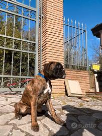 Cuccioli di Boxer