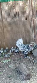 Gallinelle, pulcini e galletti Sebrigt