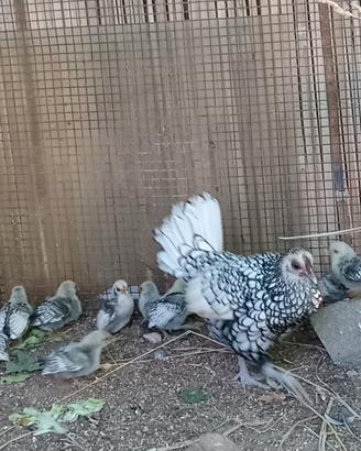 Gallinelle, pulcini e galletti Sebrigt