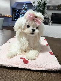 Mini Maltese coreano