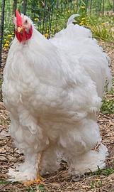 Galline ornamentali cocincine giganti