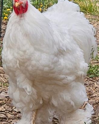 Galline ornamentali cocincine giganti