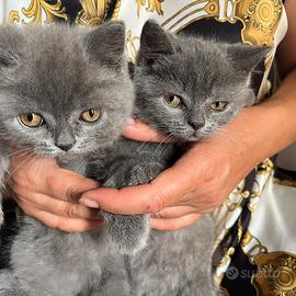 Gattini British Shorthair Blue