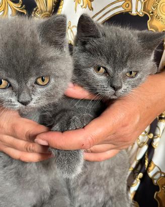 Gattini British Shorthair Blue