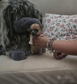 Cucciolo chihuahua