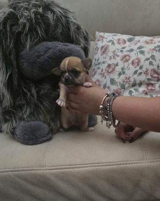 Cucciolo chihuahua