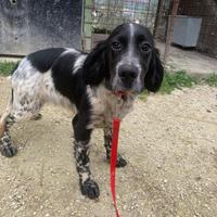 Cucciole Setter Inglese