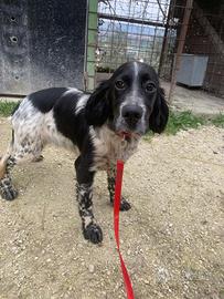 Cucciole Setter Inglese