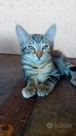 gattine