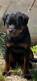 Rottweiler
