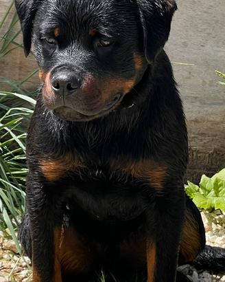 Rottweiler