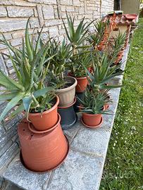 Aloe arborescens