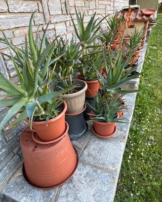 Aloe arborescens