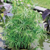 Falso Papiro Nano - pianta per laghetto e minipond
