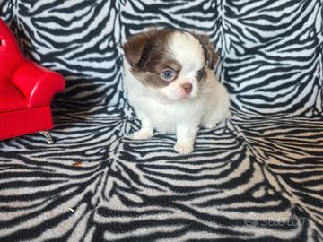 Chihuahua P. Lungo occhi blu toy 70 giorni