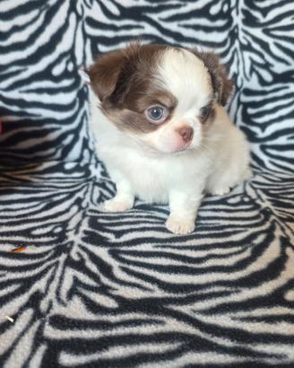 Chihuahua P. Lungo occhi blu toy 70 giorni