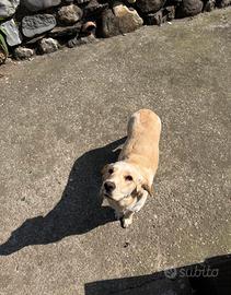 ?shelly - 1 anno e mezzo