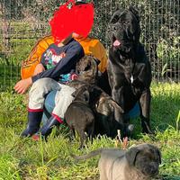 Cane corso ultimo maschio