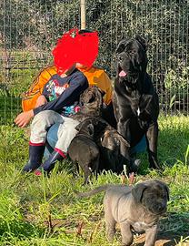 Cane corso ultimo maschio
