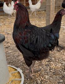 Gallo e Olive Egger F2 F3