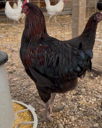 Gallo e Olive Egger F2 F3