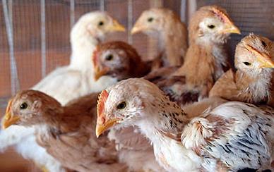Pulcini - galline - anatre