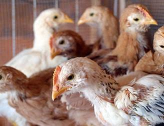 Pulcini - galline - anatre