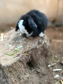 Avicoli ornamentali, coniglietti