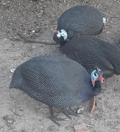 GAlline Faraone