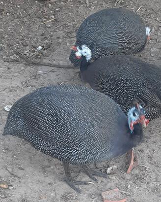GAlline Faraone