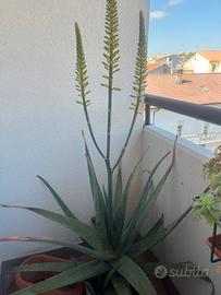 Pianta di Aloe