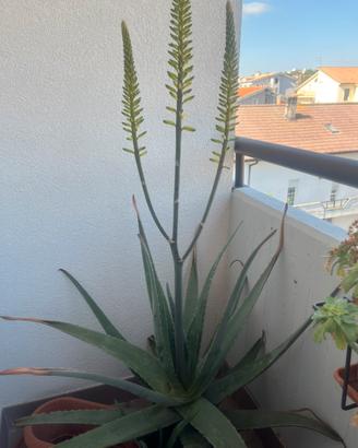 Pianta di Aloe