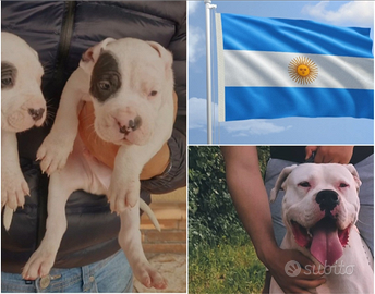 Cuccioli di dogo argentino