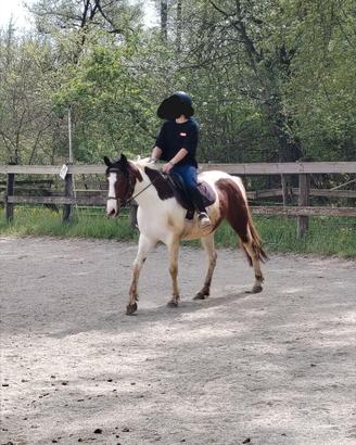 Pony 3 anni 138 cm