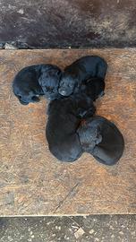 Cuccioli di rottweiler e corso