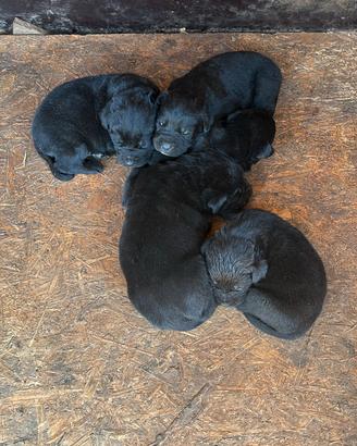 Cuccioli di rottweiler e corso