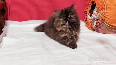 Cuccioli di Persiano