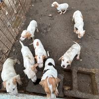 Cucciolo di segugi dell'Istria a pelo raso