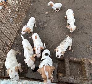Cucciolo di segugi dell'Istria a pelo raso