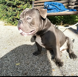 Per Monta - Maschio Exotic Bully Pocket